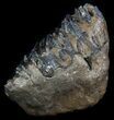 Near Complete Southern Mammoth M Molar #35938-3